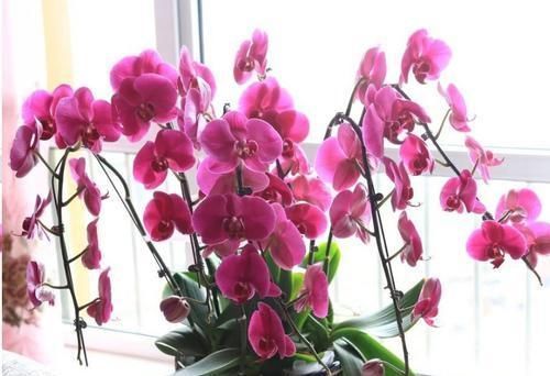 这10种花超级怕冷，再不搬进屋，小心只剩下盆了