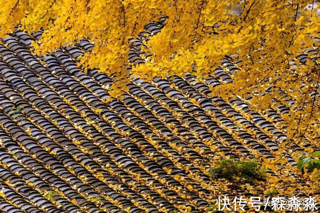 留坝|满地尽带黄金甲，数不清千百年银杏树，诉说留坝千年传奇