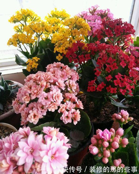 浇水|6种“泼辣花”，容易被浇死，越懒养越爆，勤快人养不好