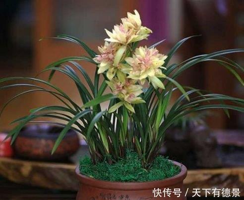 家里阳台必养此款花卉,一次开放100朵,开花红又旺,好运来!