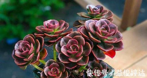 家里的多肉总是长不好？避开3个“陷进”，你可不要中招！