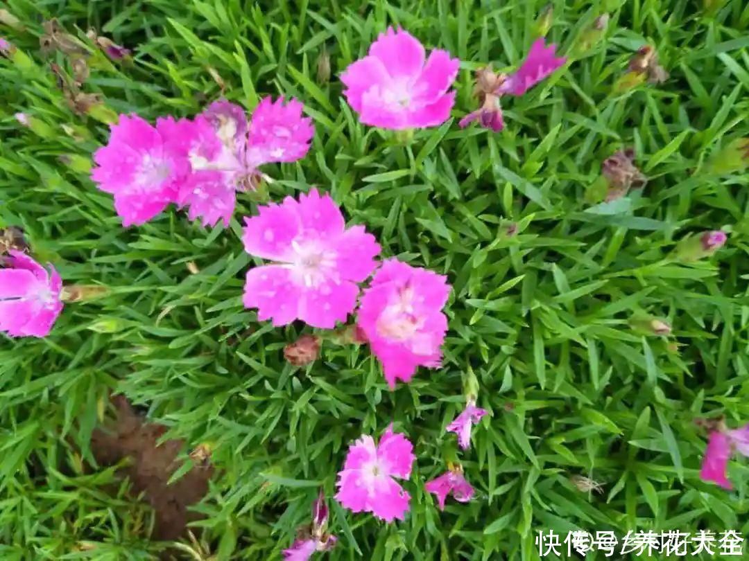 有院子的话,种这6种花,沾土就活一大片