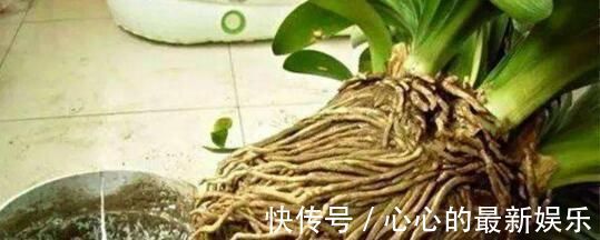 柳树|君子兰不见长、不开花“2种料”扔盆里,新芽多,一年开花2次