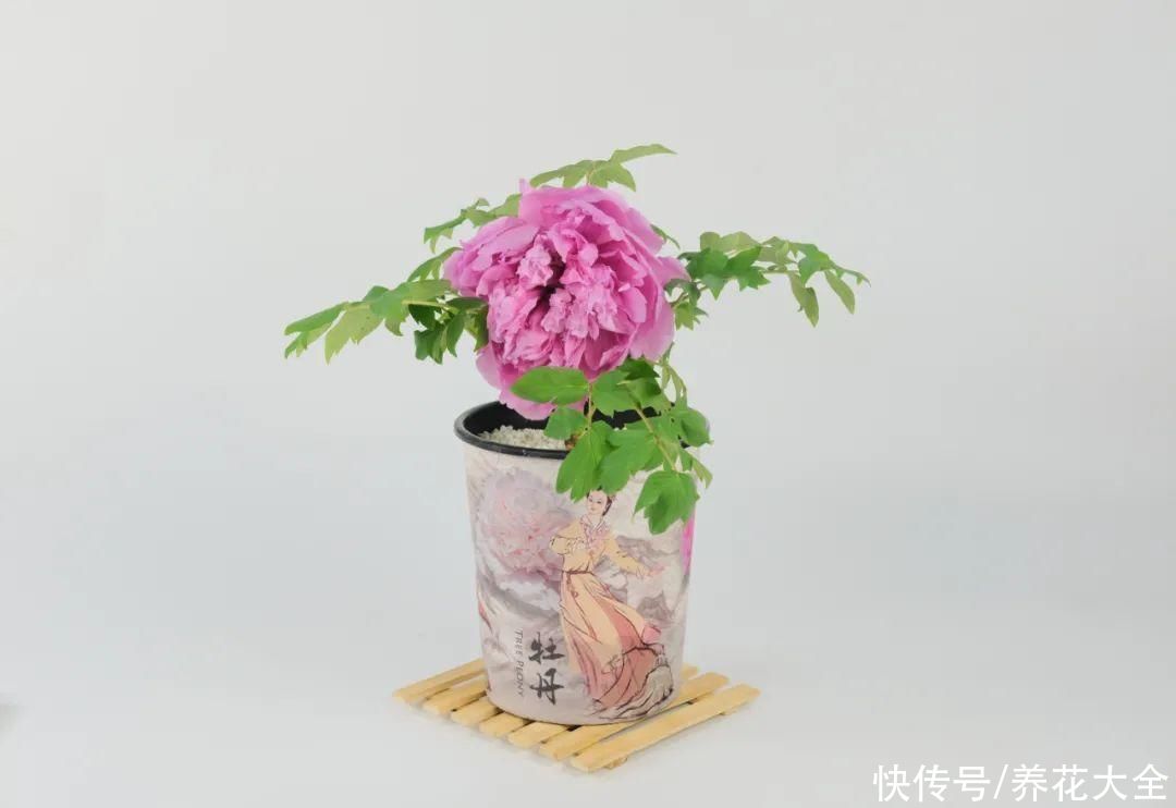 株形|7月必剪花，要抓紧时间，不然剪晚了不开花