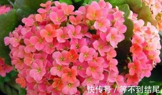 凤仙花|颜值超高的几种花卉，花大色艳，仙气十足，谁见了都想养