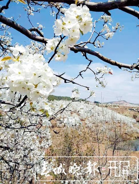 梨花|梨花、樱花、桃花、油菜花…相约西翥来看花