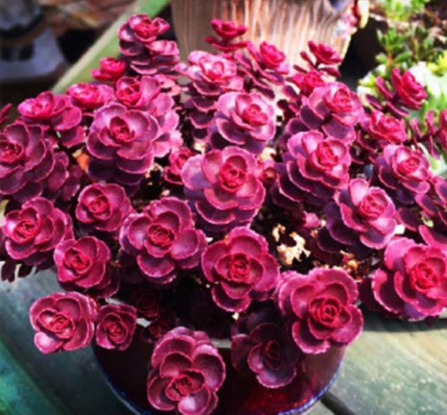 夏天|6种多肉养活容易养死难,夏天晒太阳淋淋雨,轻松养成小老桩