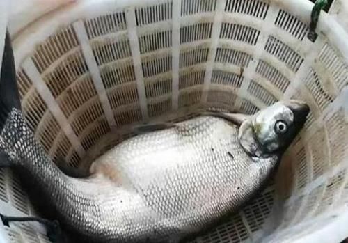 喜欢吃鱼的人注意：这“3种鱼”可能含有甲醛，平时尽量不要吃