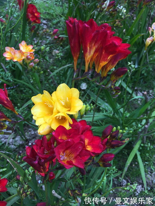 此花花香清幽似兰,花色纯白如雪,常用于沐浴乳的原料之一