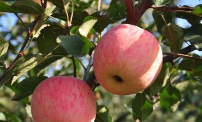 肠壁溃疡面|提个醒:吃苹果有3大禁忌,却有很多人不清楚,别犯错误了