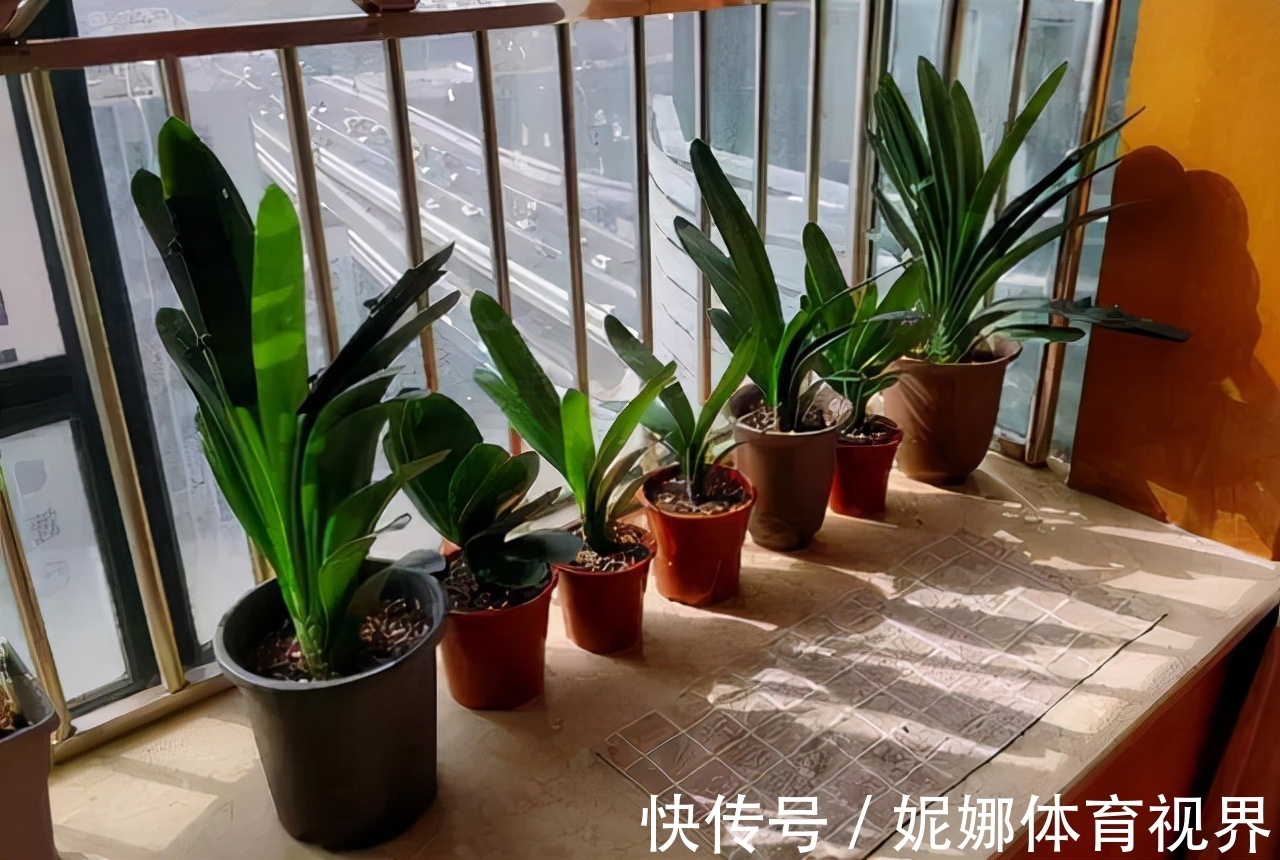 李大姐养君子兰,年年开大花,有吉祥好兆头,原来是她做对5件事