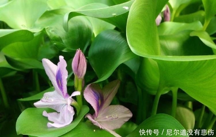 凤眼蓝|它在国外作恶多端，入侵我国后不仅成了猪饲料，还被当成美味野菜