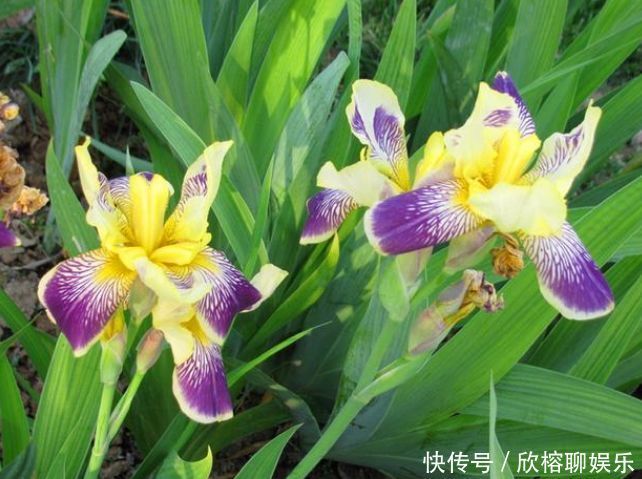 养花就养4种花,家里养一盆,开花爆盆很简单,满树都是花朵