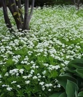 10种出彩的庭院地被花儿,最适合的才是最好的