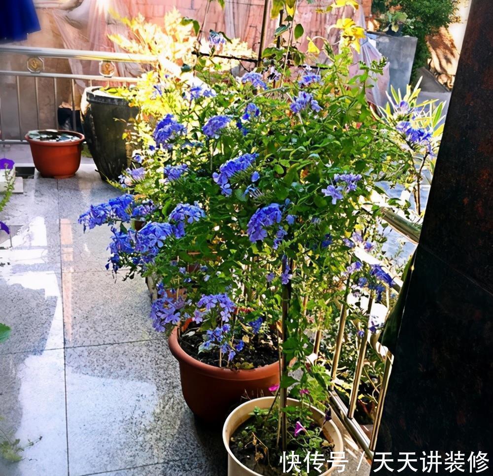 鲜艳|适合夏天养的“4种花”，越晒太阳，花越多越鲜艳越美丽