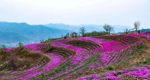 里仁|周清粉：里仁花海，一个可以安放乡愁的地方