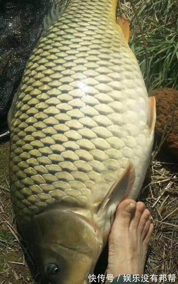 黄骨鱼|浅谈涨水退水钓鱼，其实都好钓，只是找准地方选对鱼