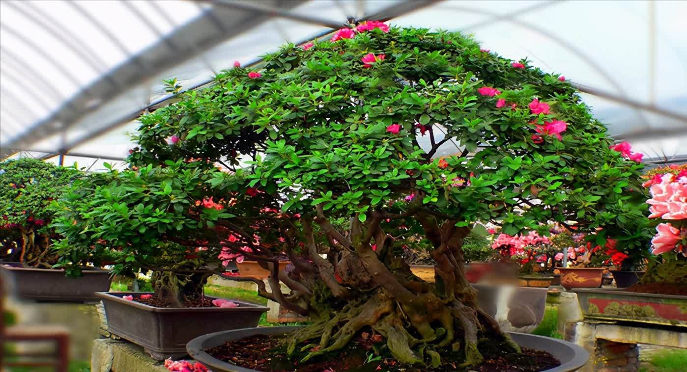 杜鹃花在春天，灌一次硫酸亚铁，不黄叶子，长的欢，花满枝