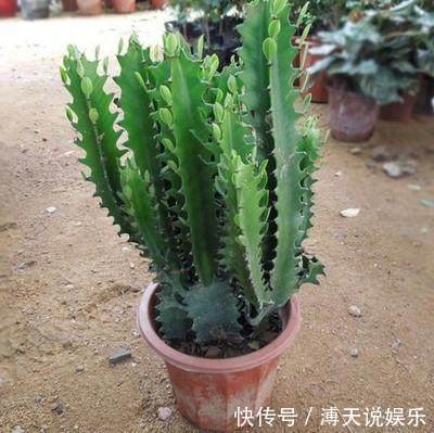 别乱养花，要养就养它，“镇宅辟邪”旺财、养人，有钱人都在养