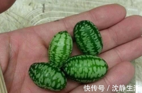这种西瓜只有拇指那么大，吃起来有一点像黄瓜的味道