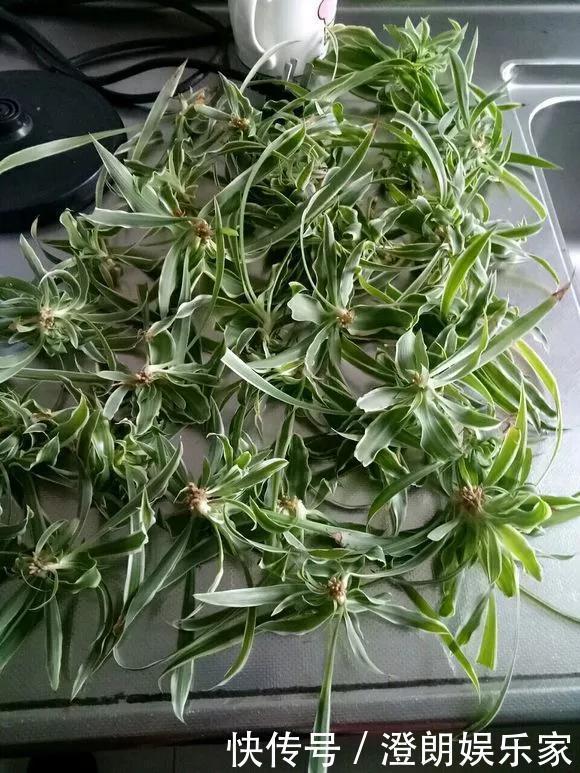 5种花快扦插,生根超快,1周长出大白根,新手也能插得活