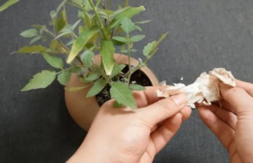 大蒜|在花盆里撒一点,不管养什么花根壮叶绿爆满盆,再难养的花也能活