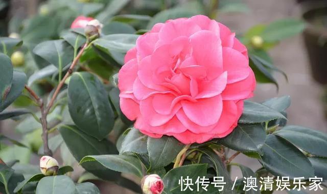 此花在冬春的时候开花,表带了最理想的爱,是很可爱的花