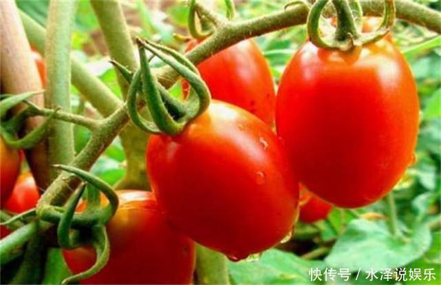 维生素c|夏天来了，多吃三种水果，增加抵抗力，延缓衰老，早吃早好