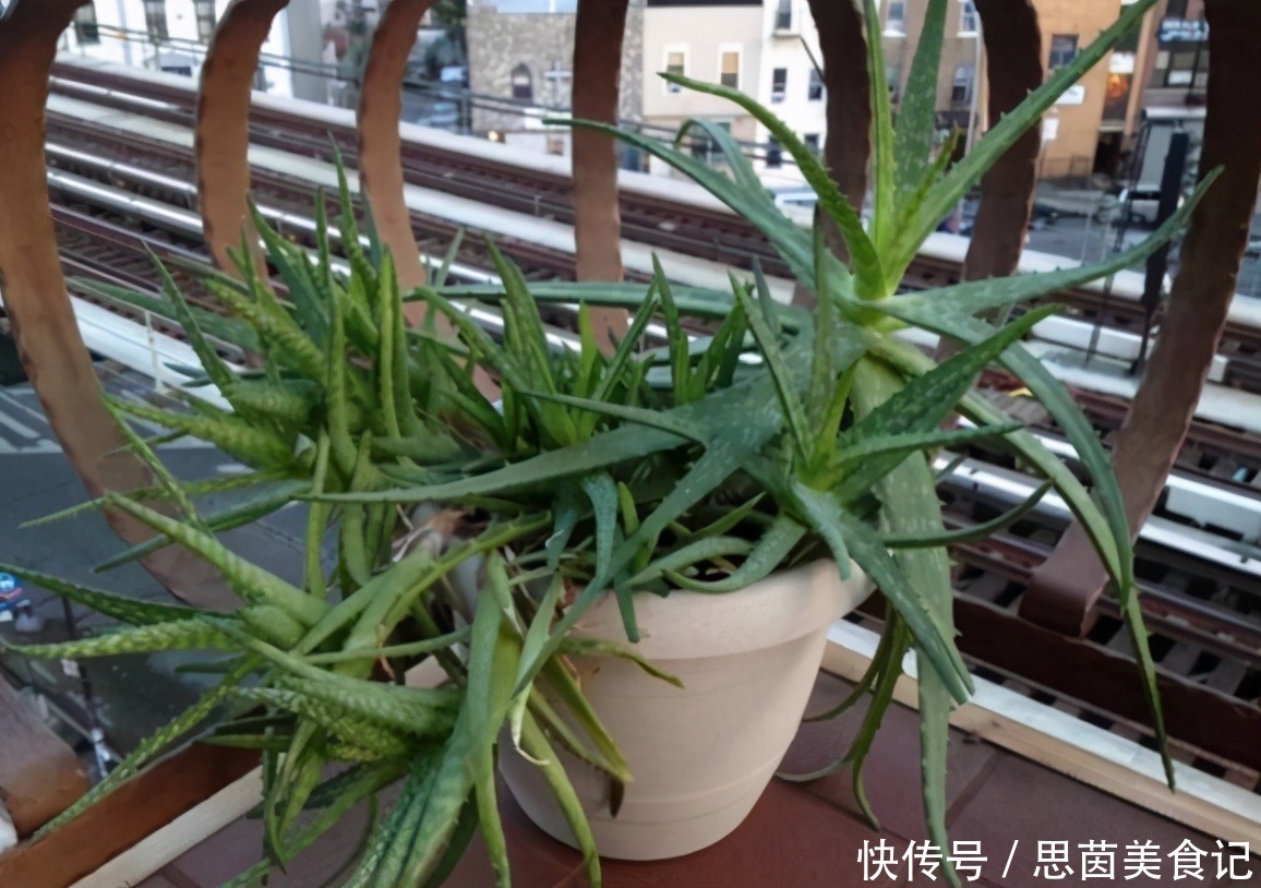 薄荷|这3款植物既能赏又能吃，盆栽养眼、养身！