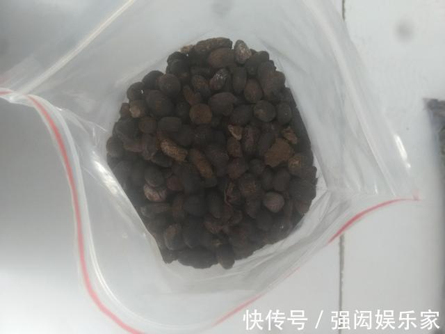 让橡皮树多“发芽”,记住1个“养花经”,30天冒出一排“新芽”