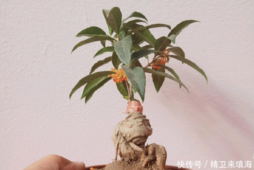 扦插|家养桂花出“贵子”,教你用“1根”枝条,30天养成桂花盆栽!