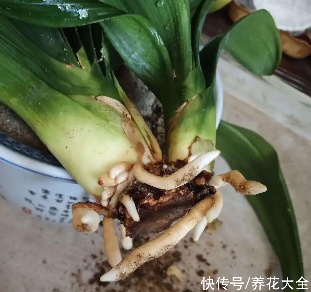 烂芯|夏天养君子兰,烂叶烂芯烂根,太难养了