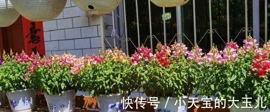 记录一下我养过的花,1000多盆都有啥