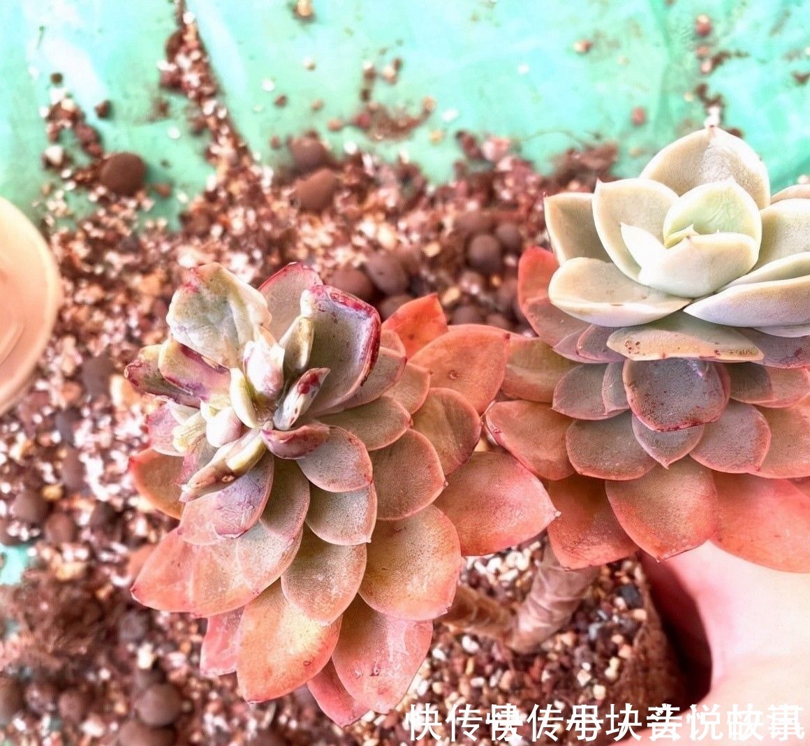 秋天紫外线强度高,多肉在家里也能出状态,早起喷水,有利于变色