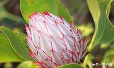 南非这象征着“胜利吉祥”的花,可是有着“花中之王”的美称