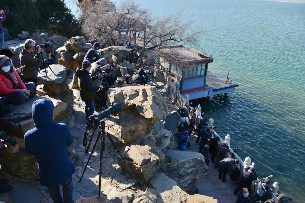 昆明湖|北京颐和园昆明湖上演白天鹅交响曲