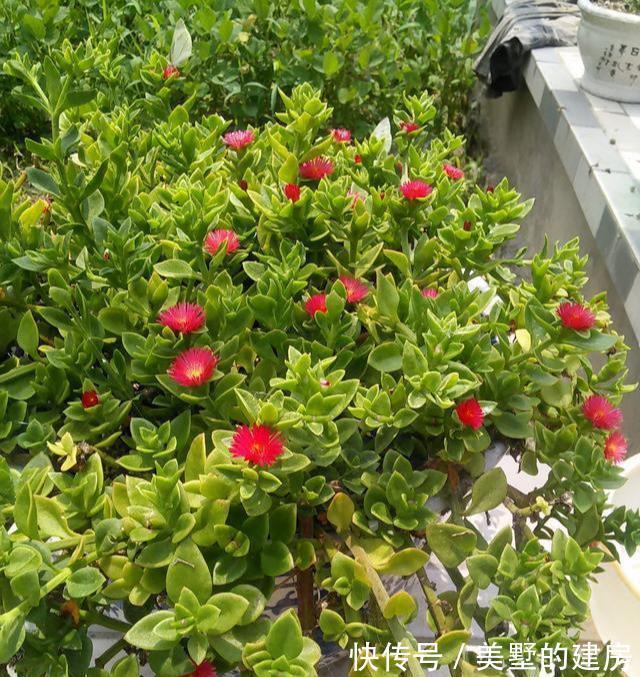 太阳花|6种“漂亮花”，七月快扦插，38度下，越热越生根，繁殖几十盆