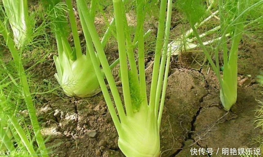 8种不易生虫的蔬菜,不打药照样长的好,家里不缺放心菜了