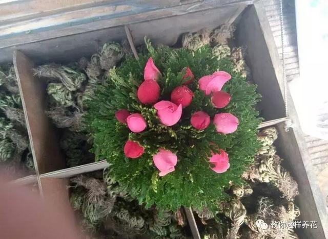 逛街碰到2种花,再喜欢也别买,买了就上当,根本活不了!