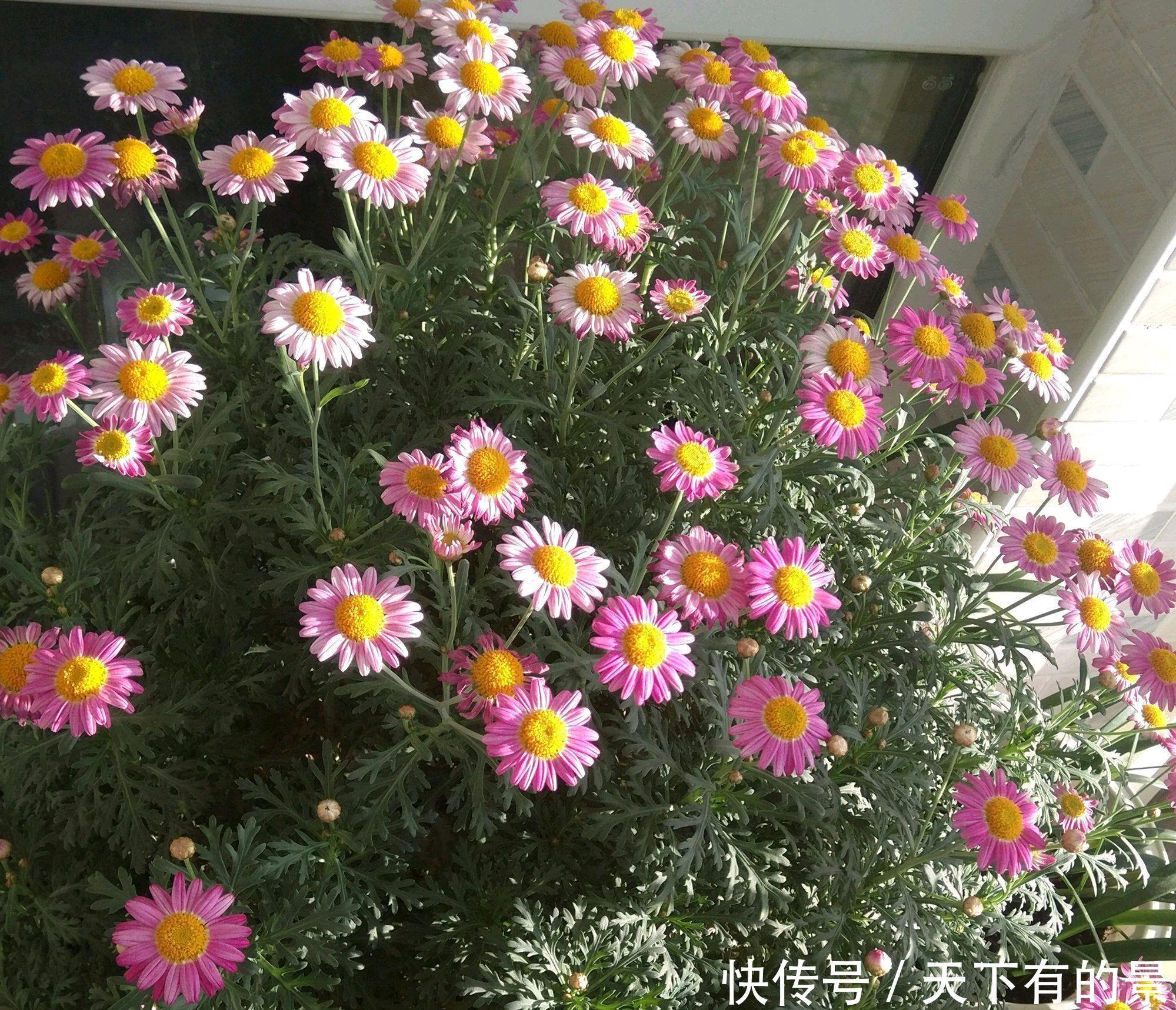 花期|5种漂亮花,越晒越开花,暴晒也不怕,开成“花疙瘩”
