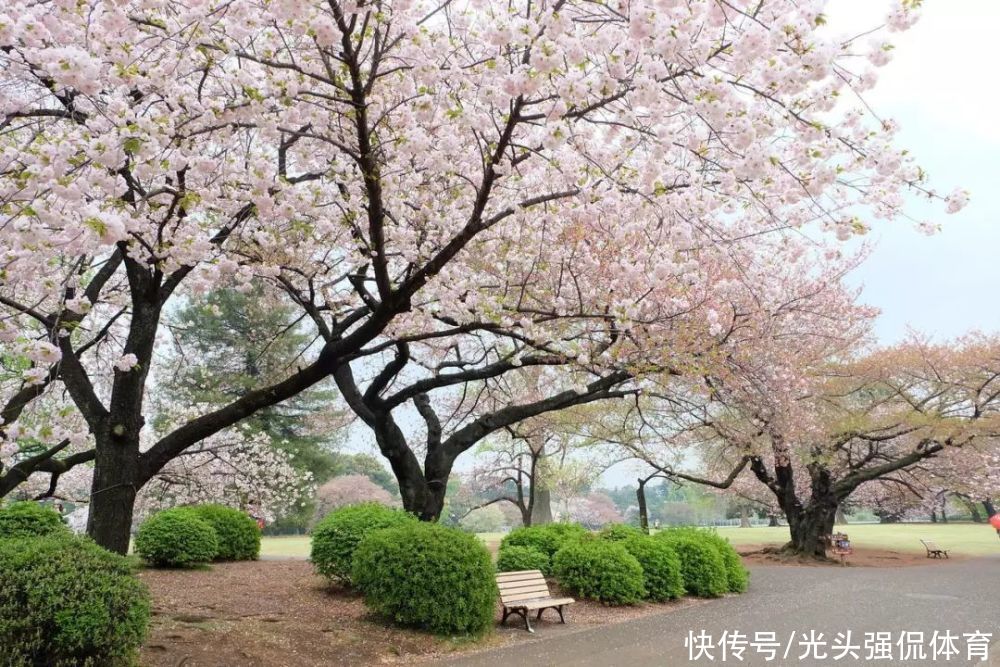 青岛又一公园走红，颇具“江南之美”，正适合踏春，不要错过