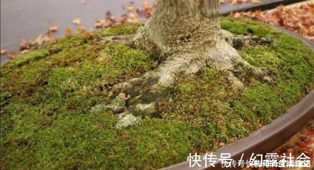 采集|养盆景,怎样才能在盆面上长出青苔,增加观赏性!