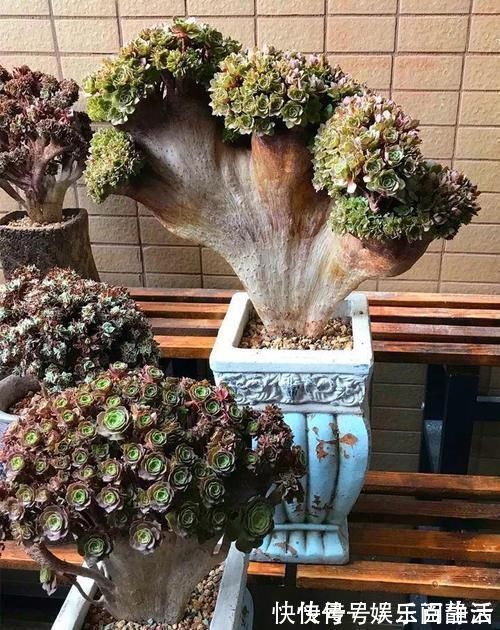 一日三餐|养肉的最高境界,多肉都缀化了,长成了小树桩,像极了孔雀开屏