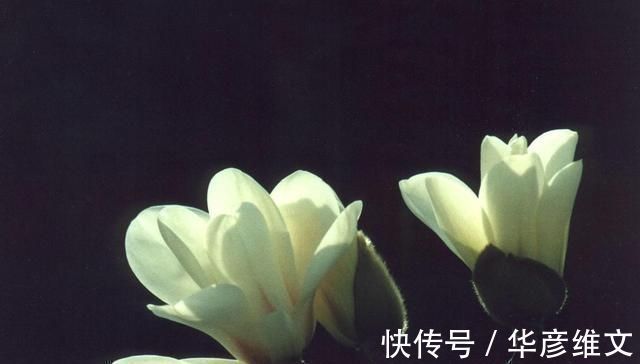 白芷|此物“专通鼻窍”，可解各种鼻窍病证，但唯有初春可采，切勿错过