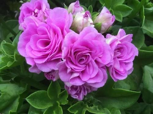 此花象征着美好爱情的开始，幸福就在身边