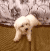 |搞笑动图:不好好走路,哥们你抽筋了么?