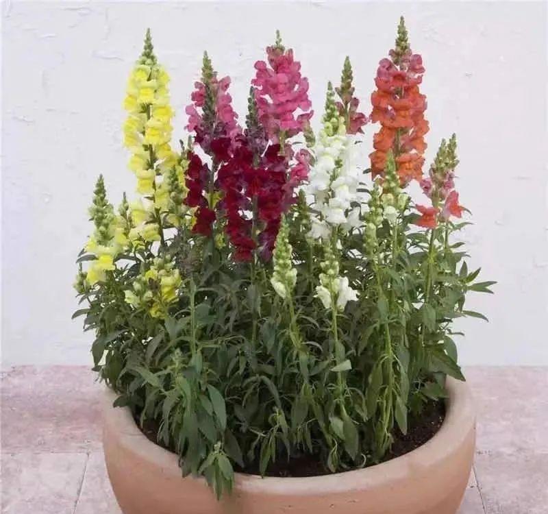 一种小草花，开花像金鱼，家里养几盆，叶绿花艳，漂亮又喜庆
