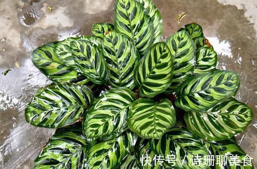 冬天，想要保花草“0伤亡”，不能光凭搬入室内，还得做到这些