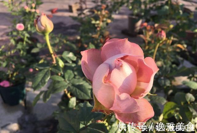 盘点10种古典美复古色系月季,你必须拥有其中一种!