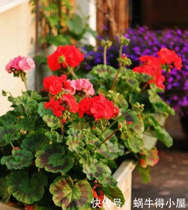 孕妇注意，这些花一定不要养！